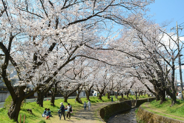 千本桜（引地川）